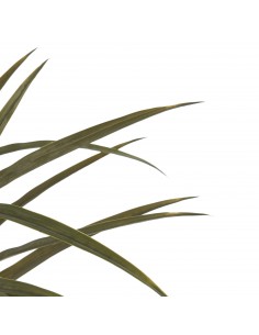 Planta con maceta hoja... 2