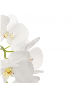 Orquidea blanca macetero... 2