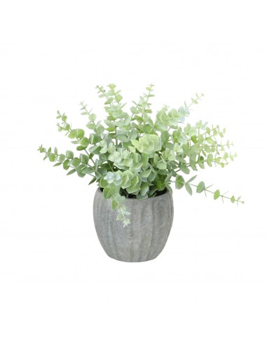 Eucalipto en maceta gris 26cm