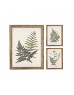 Cuadro helechos 40x55 Botanic 2