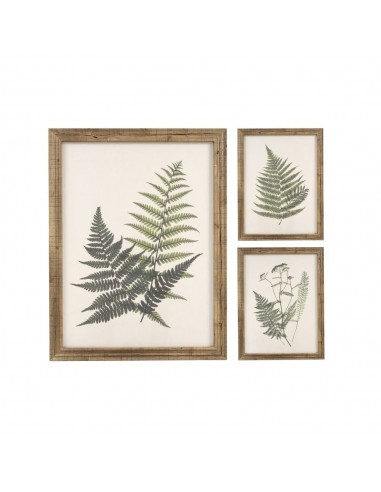 Cuadro helechos 40x55 Botanic Cuadro helechos 40x55 Botanic