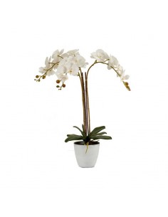 Orquídea blanca maceta...