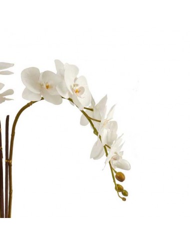 Orquídea blanca maceta cónica blanca