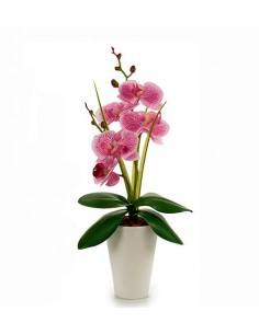 Orquídea en maceta cónica...