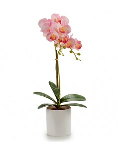 Orquidea maceta redonda...